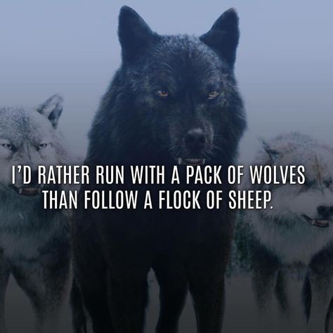 🐺I'd rather run with a pack of wolves than follow a flock of sheep. 💯 which are you? 🐺 or 🐑 #motivate #motivation #motivational #motivationalquotes #success #successquotes #inspiration #inspirational #inspirationalquotes #wolfpack #sheep #running Sheep Quotes, Wolf And Sheep, Wolf Meaning, Wolf Pack Quotes, Pack Of Wolves, Lone Wolf Quotes, Flock Of Sheep, Wolves And Women, Wolf Quotes