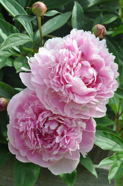 peony 'Sarah Bernhardt' | Paeonia lactiflora | Mimmi Elg | Flickr Paeonia Sarah Bernhardt, Peony Sarah Bernhardt, Sarah Bernhardt, Paeonia Lactiflora, Flower Identification, Growing Peonies, Peonies And Hydrangeas, Peonies Garden, The Secret Garden