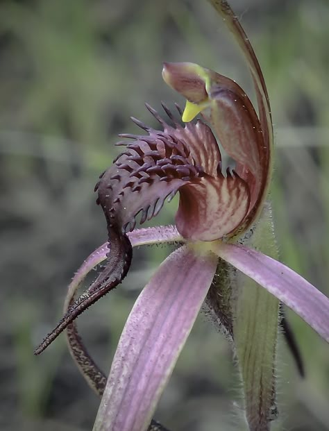 Spider Orchid, Ground Orchids, Goth Garden, Rare Orchids, Weird Plants, Strange Flowers, Plant Fungus, Tasmania Australia, Unusual Plants