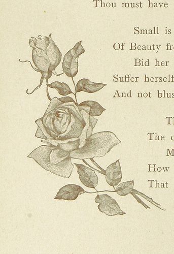 Victorian Rose Illustration, Vintage Rose Drawing, Vintage Rose Illustration, Roses Illustration, Rose Reference, British Library Digitised Image, Vintage Illustration Art, Rose Illustration, Rose Drawing