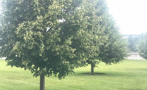 Greenspire Linden Tree, Tilia Cordata, Tree Photos, Linden Tree, Tree Garden, Street Trees, Conifer Trees, Potted Trees, Ornamental Trees