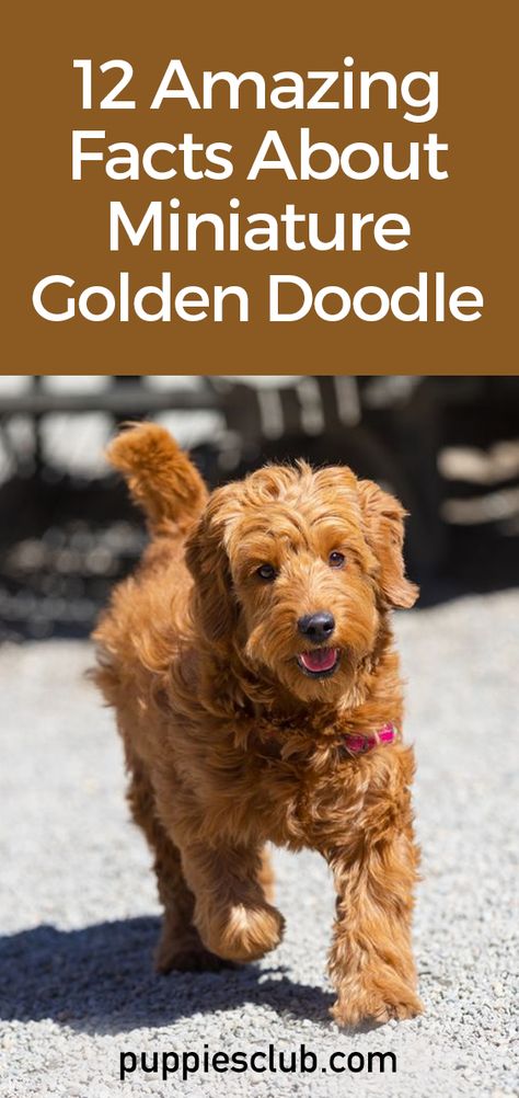 Miniture Golden Doodles, Cute Golden Doodle Haircuts, Golden Doodle Homemade Food, Golden Doodle Gifts, Miniature Golden Doodle Full Grown, Mini Golden Mountain Doodle, Mini Goldendoodle Puppy Haircut, Miniature Golden Doodle Haircut, Minature Goldendoodle Puppy