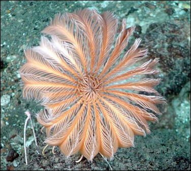 CRINOIDS, FEATHER STARS, SEA LILIES, SPONGES, SEA SQUIRTS AND MARINE WORMS | Facts and Details Science Dictionary, Sea Squirts, Feather Star, Sea Squirt, Underwater Garden, Monaco Travel, Seashells Photography, Woodlice, Draw Water