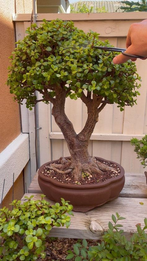 Jade Bonsai Styles, Bonsai Plants Indoor, Garden Bonsai Tree, Jade Bonsai, Bonsai Tree Types, Bonsai Tree Care, Succulent Landscape Design, Succulent Bonsai, Jade Plant