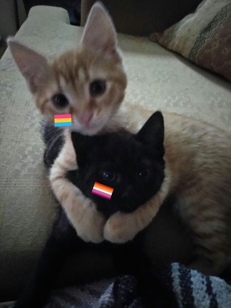 Cats Couple, Lgbtq Quotes, Image Couple, Lgbtq Funny, Couple Cute, Cat Couple, Lesbian Flag, Sailor Moon Manga, Silly Cats Pictures