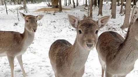 Deer In Snow Aesthetic, Winter Princess, Pink Xmas, Winter Fairy, Snow Angel, I Love Winter, Pink Winter, Christmas Feeling, Winter 22