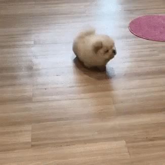 Puppy Potato GIF - Puppy Potato Happy - Discover & Share GIFs Dogs Walking, Cute Fluffy Dogs, Fluffy Dogs, Old Dogs, Cute Creatures, Chow Chow, 귀여운 동물, Cute Funny Animals, Animals Friends