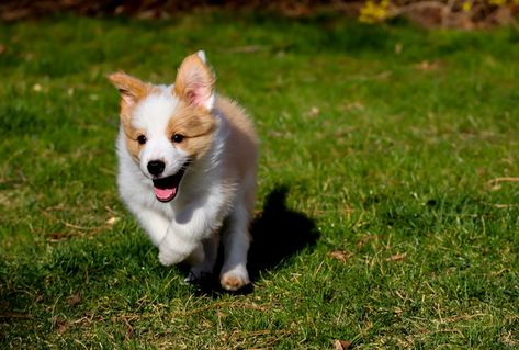 Cute Fluffy Puppies, Corgi Owner, Animal Pins, Brown Puppies, Grooming Style, Golden Puppy, Cardigan Welsh Corgi, Herding Dogs, Puppy Care