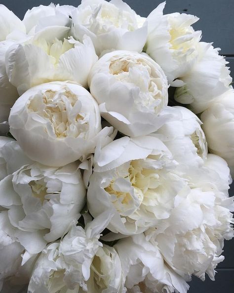 One Day Bridal, White Peonies, Love Flowers, My Flower, Pretty Flowers, Fresh Flowers, Dahlia, Flower Power, Flowers Bouquet