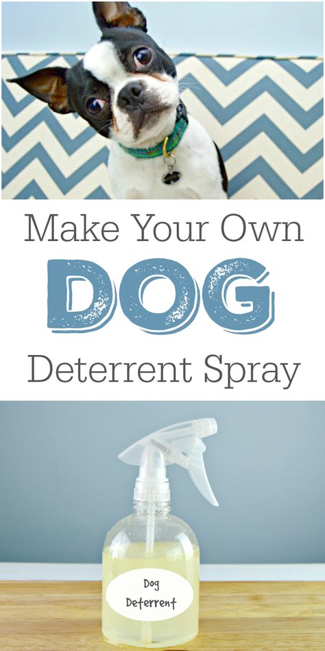 Dog Deterrent Spray, Dog Deterrent, Baby Pomeranian, Dog Spray, Dog Minding, Easiest Dogs To Train, Aggressive Dog, Dog Obedience, Obedience Training