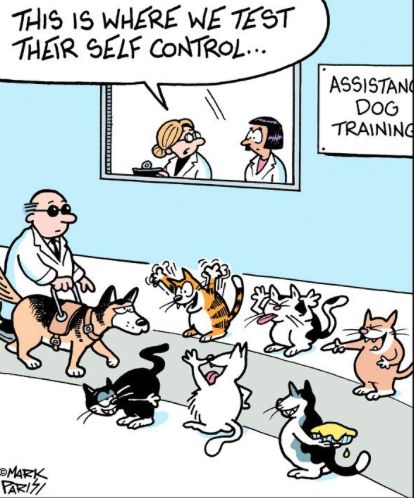 training - Off the Mark by Mark Parisi Pet Comics, Cat Funnies, Mark Parisi, Dog Comics, Cat Ages, Cat Jokes, Buster Brown, Cartoon Strip, Cat Comics