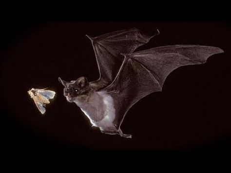 Mexican Free Tailed Bat, Bats Kindergarten, Bat Video, Moth Photo, Bats Activities, Cute Bats, October Classroom, First Grade Science, Classroom Videos