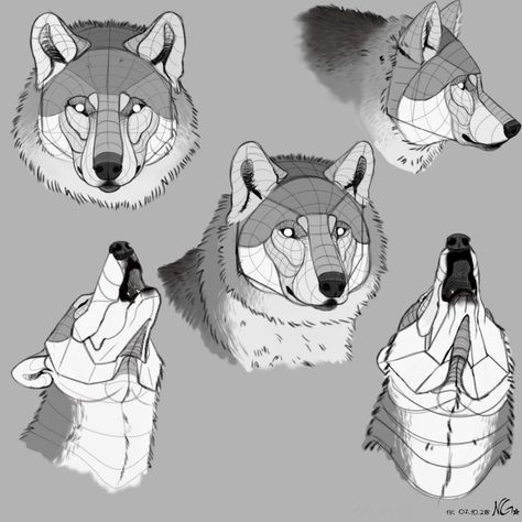 Wolf Study Sketch, Wolf Anatomy Reference Head, Wolf Head Front View, Wolf Head Anatomy, Wolf Body Drawing, Wolf Human, Wolf Study, Wolf Run Cycle, Wolf Reference Drawing