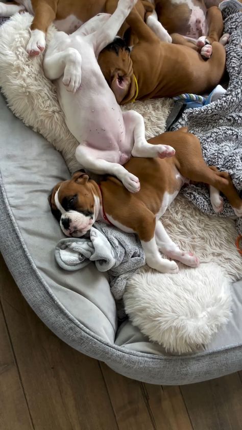 Boxer Dog | Today the pups are 7 weeks and it doesn’t get more precious than this. They play hard and sleep even harder. Credit to… | Instagram Boxers Puppies, Cute Boxer Puppies, Boxer Mom, Cute Boxers, Boxer Puppy, Boxer Love, Boxer Puppies, Play Hard, Boxer Dogs