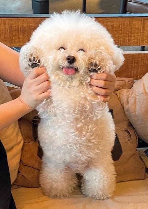 Poodle Haircut, Bichon Dog, Bichon Frise Puppy, Dog Obedience Training, Dog Behavior Problems, Bichon Frise Dogs, Pet Guinea Pigs, Emotional Support Dog, Cute Small Animals