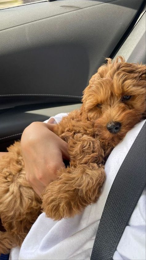 Maltipoo Dog, Dog Mommy, Super Cute Puppies, Mini Goldendoodle, Social Media Success, Enroll Now, Cute Little Puppies, Super Cute Animals, Cute Dogs And Puppies