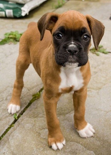 Boxer And Baby, Muhammed Ali, Cute Boxers, Dog White, Cesar Millan, Boxer (dog), Boxer Puppy, Boxer Puppies, Boxer Dogs