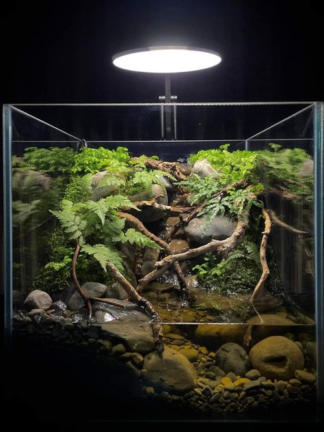 55 Gallon Paludarium, Caiman Lizard Enclosure, Small Paludarium Ideas, Paludarium Ideas Diy, Asian Forest Scorpion Enclosure, Paludarium Ideas Waterfalls, Small Paludarium, Vampire Crab Paludarium, Paladarium Design