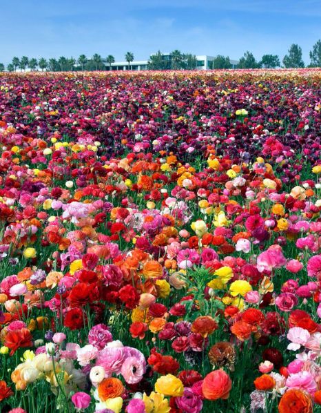 Flower Fields, Carlsbad, California Flower Fields Carlsbad, Fields Of Flowers, Carlsbad California, Most Beautiful Flowers, Plant Flower, Flower Petal, Gardening Supplies, Blooming Flowers, Flower Field