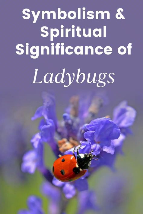 Ladybug Meaning: Uncovering Symbolism and Spiritual Significance Ladybug Meaning, Colorful Insects, Yellow Ladybug, Ladybug Tattoo, Lady Bug Tattoo, Bug Tattoo, Dark Underarms, Your Guardian Angel, Message Of Hope