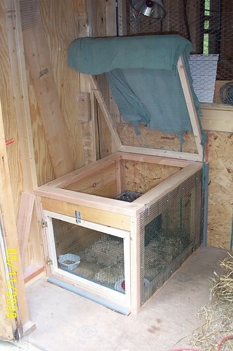 Brooder Box, Chicken Brooder, Chicken Pen, Chicken Life, Chicken Garden, Crazy Chicken Lady, Keeping Chickens, Chicken Diy, Chicken Runs