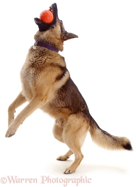 Dog Reference Poses, Dogs Reference, Training German Shepherd, Wolf Poses, Canine Drawing, Dog Anatomy, Dog Poses, Animal Study, Hiking Dogs