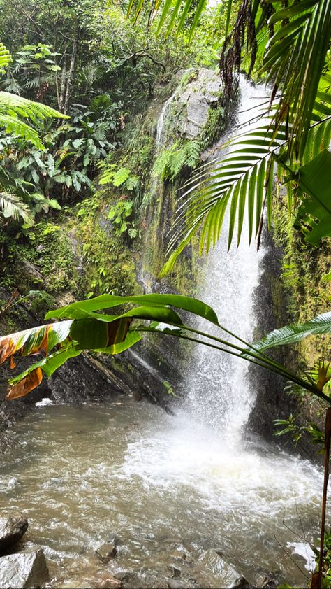 Puerto Rico El Yunque, Puerto Rico Waterfalls, El Yunque Puerto Rico, Tropical Caribbean, Tattoo Coverup, El Yunque Rainforest, Puerto Rico Trip, Perspective On Life, Island Girl