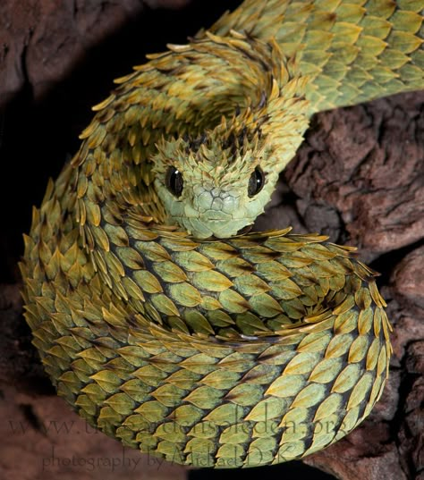 Cool Looking Snakes, Snake Coiled Up, Spiny Bush Viper, Bush Viper, Viper Snake, Pretty Snakes, Cute Reptiles, Reptile Snakes, Cute Snake