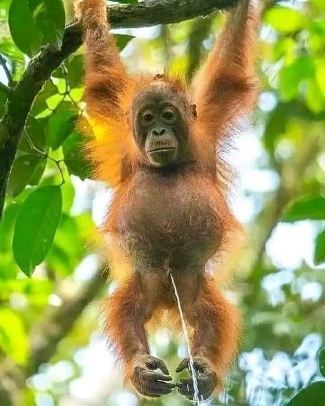 Baby Orangutan, Unusual Pictures, Monkey Pictures, Mountain Gorilla, Monkeys Funny, Cute Monkey, Wildlife Photos, African Safari, Primates