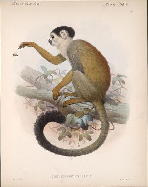 Vintage Monkey Illustration, Monkey Tattoo, Fauna Illustration, Monkey Illustration, Squirrel Monkey, Pool Room, Vintage Illustration Art, Monkey Print, Monkey Art