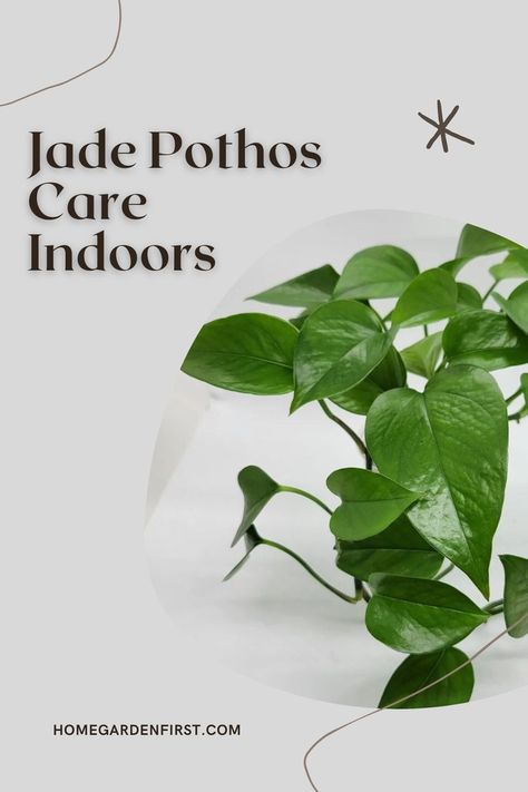 Jade Pothos Plant, Pathos Plant, Jade Pothos, Pothos Plant Care, Jade Plant Care, Plant Care Houseplant, Plant Projects, Inside Plants, Pothos Plant