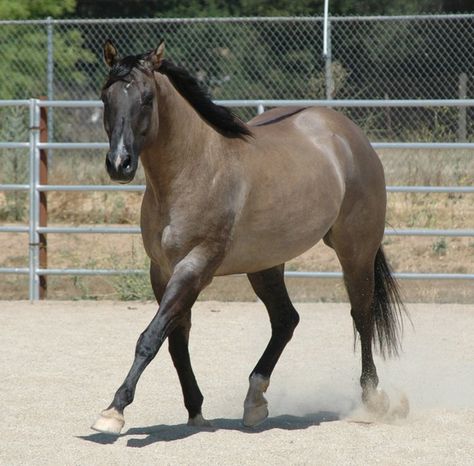 Quarter Horse stallion PCR Peppy Doc, would love to breed him to my palomino mare <3 Grulla Horse, Horse Pens, Aqha Horses, Quarter Horse Stallion, Tennessee Walking Horse, Horse Facts, Walking Horse, Horse Inspiration, Therapy Animals