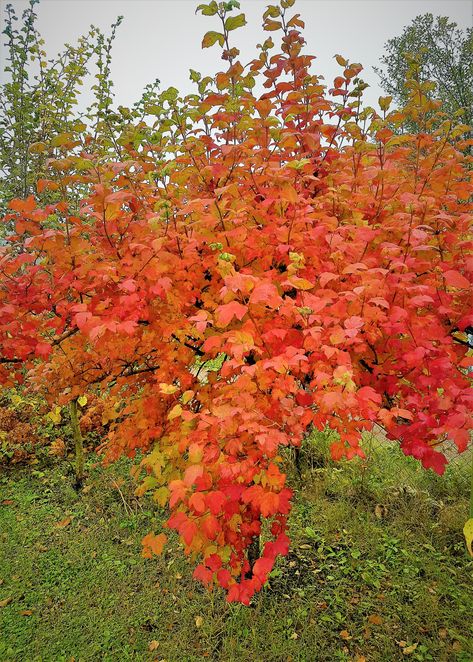 Viburnum Opulus Roseum, Viburnum Opulus, Courtyard Ideas, Landscape Curbing, Woodland Garden, Bar Area, Trees And Shrubs, Dream Garden, Native Plants