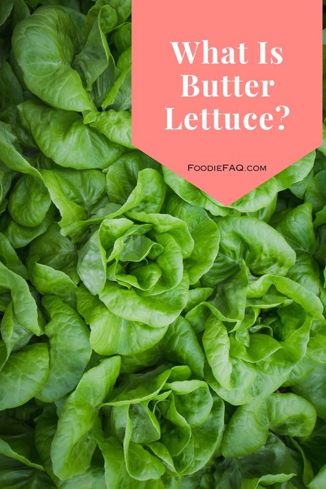 What is Butter Lettuce? Butter Lettuce has large fluffy leaves; it's tender and has a buttery texture, which makes it such a delight to eat. Butter Crunch Lettuce Recipes, Butter Lettuce Recipes, Butter Crunch Lettuce, Lettuce Benefits, Bitter Lettuce, Bib Lettuce, Bread Replacement, Types Of Lettuce, Lettuce Recipes