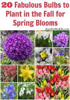 20 Fabulous Bulbs to Plant in the Fall for Spring Blooms. When people think of spring flowers daffodils and hyacinths immediately come to mind.… Fall Bulb Planting, Flowers Daffodils, Planning Garden, Fall Landscaping, Fall Bulbs, Garden Bulbs, Cut Flower Garden, Spring Bulbs, Garden Yard Ideas