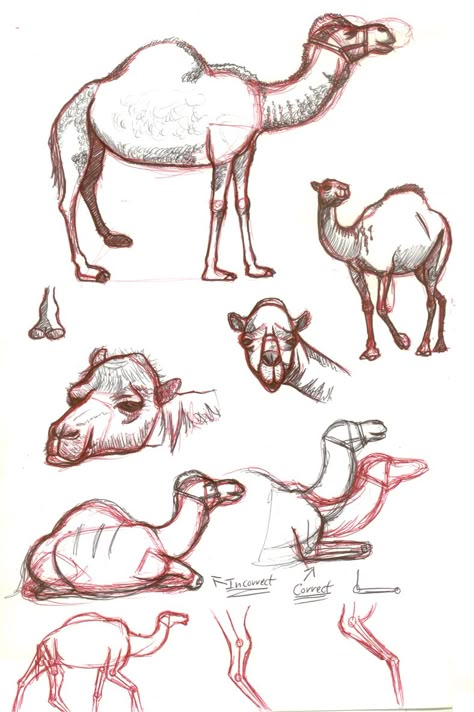 artists drawings of camels | Camel sketches by astrocity20 on DeviantArt Camel Drawing, Camel Painting, Camels Illustration, Camels Art, Arabic Art, Drawing Images, Animal Sketches, Animal Paintings, 그림 그리기