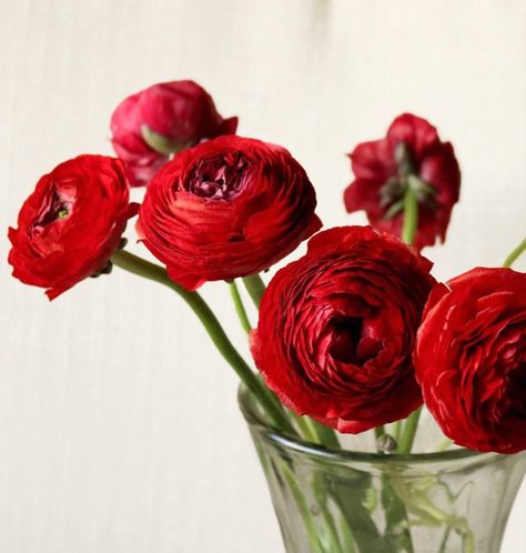 red ranunculus Deep Red Ranunculus, Red Summer Flowers, Red Ranunculus, Lisianthus Flowers, Persian Buttercup, Ranunculus Bouquet, Buttercup Flower, Flower Identification, Red Peony