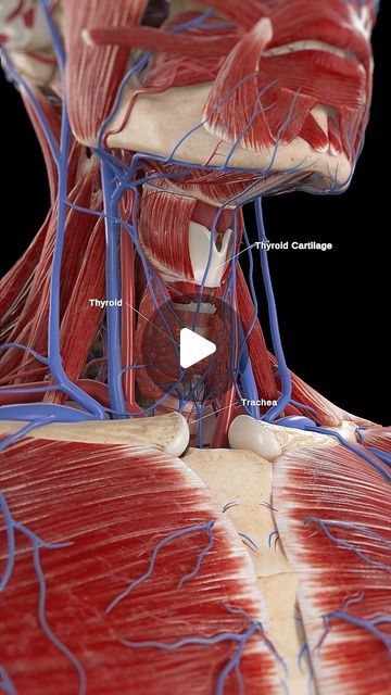 SciePro on Instagram: "🌟 The Thyroid Gland: Your Body’s Metabolic Regulator 🌟   The thyroid gland, located in the front of your neck, plays a critical role in regulating your metabolism, energy levels, and overall health. This butterfly-shaped gland produces hormones like thyroxine (T4) and triiodothyronine (T3), which control how your body uses energy, maintains temperature, and keeps your organs functioning properly.   Learn more about how the thyroid gland influences every aspect of your health.   #ThyroidHealth #EndocrineSystem #HealthEducation #SciePro #med #anatomy #meded #3d #animation #unity3d #sciart #scicomm #pharma #medtech #meded #education #3dmodel #sciart #medstudent #thyroid" Pituitary Gland Anatomy, Thyroid Gland Anatomy, Salivary Glands Anatomy, Hypothalamus And Pituitary Gland, Thyroid Gland, Unity 3d, Endocrine System, Med Student, Thyroid Health