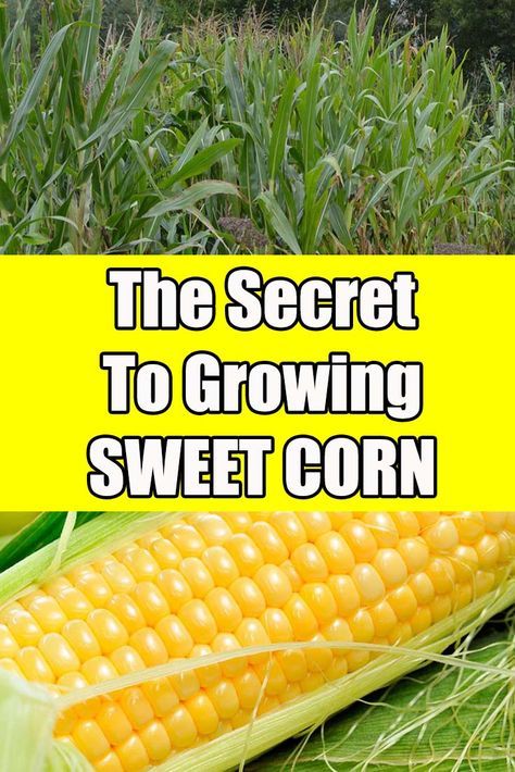 How To Grow Sweet Corn, Gardening Carrots, Growing Sweet Corn, Grow Corn, Farm Hacks, Growing Corn, Survival Garden, Florida Gardening, Corn Plant