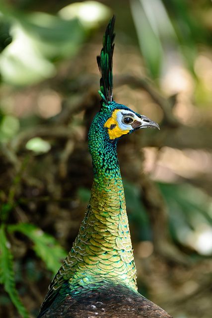 Peacock >> http://amykinz97.tumblr.com/ >> www.troubleddthoughts.tumblr.com/ >> https://instagram.com/amykinz97/ >> http://super-duper-cutie.tumblr.com/ Peacock And Peahen, Peacock Photos, Peacock Colors, Green Peacock, Wild Kingdom, Peacock Art, Peacock Bird, Most Beautiful Birds, Colorful Bird