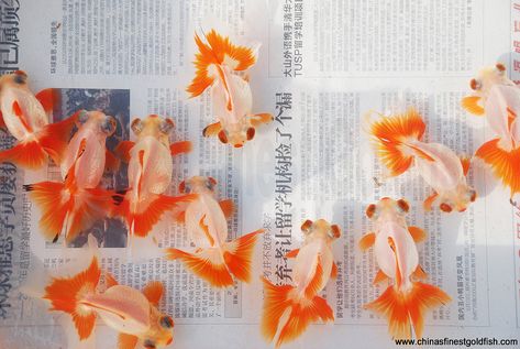 1 | China's Finest | Flickr Pretty Fish, Golden Fish, Orange Aesthetic, Beautiful Fish, Foto Art, Aquarium Fish, 귀여운 동물, Goldfish, 그림 그리기