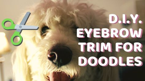 Is your doodle having a hard time seeing because of long eyebrow hair? In this video tutorial, we are going to show you how to do a maintenance groom eyebrow trim. We are going to show you how to trim your doodle’s eyebrows so you can do this for your pup right now and without [...]Read More... Aussiedoodle Grooming, Doodles Eyes, Dog With Eyebrows, Doodle Grooming, Labradoodle Grooming, Long Eyebrows, Dog Grooming Diy, Goldendoodle Grooming, Double Doodle