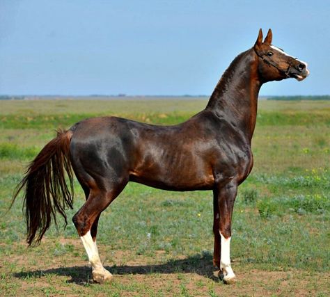 Sooty Chestnut Horse, Horse Frontal View, Horse Majestic, Battle Horse, Horse Poses, Horse Markings, Horse Coat Colors, Akhal Teke Horses, Marwari Horses