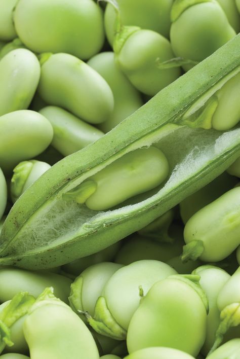 Broad Beans, Trending Shorts, Broad Bean, Fruit Art, The Soil, Heart Healthy, Container Gardening, Garden Plants, Healthy Skin