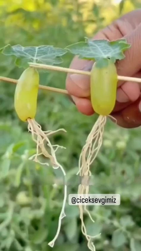 Grape Growing, Garden Hacks Diy, Grafting Plants, Vegetable Garden Planning, Vegetable Garden Diy, Indoor Vegetable Gardening, Growing Plants Indoors, Home Vegetable Garden, Container Gardening Vegetables