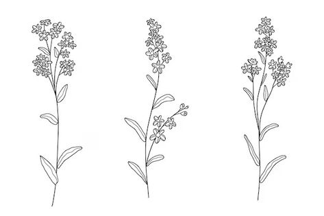 Lilac Outline Images - Free Download on Freepik Lilac Sketch, Lilac Illustration, Lilac Drawing, Lilac Tattoo, Outline Images, Drawn Flowers, Cherry Flower, Flower Outline, Drawn Floral