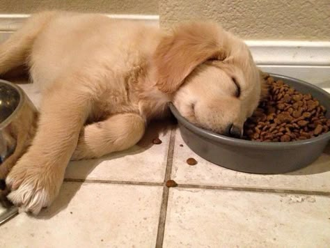 Chien Golden Retriever, Cute Golden Retriever, Golden Puppy, Golden Retriever Puppies, Pizza Box, Fell Asleep, Retriever Puppies, Retriever Puppy, Dogs Golden Retriever