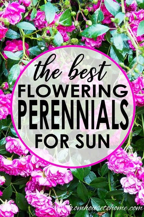 Full Sun Perennials: 10 Low Maintenance Plants That Thrive In The Sun | These low maintenance perennials all have pretty flowers and will brighten up your full sun garden border. Even better...they don't require a lot of work to make your landscaping look beautiful. #fromhousetohome #perennials #gardeningtips #gardenideas #lowmaintenancegarden #sunperennials #summerinspiration Full Sun Perennials Low Maintenance, Ground Cover Garden, Flowers Full Sun, Low Maintenance Perennials, Perennials Low Maintenance, Full Sun Garden, Full Sun Flowers, Perennial Ground Cover, Diy Gardening Ideas