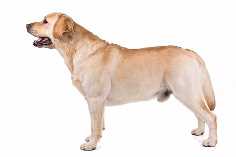 Labrador Retriever Dog Breed Information Dog Side View, Dog Facts Interesting, Face Lighting, Dog Reference, Lovers Tattoo, Dog Print Tattoo, English Dogs, Tattoos For Dog Lovers, Akc Breeds