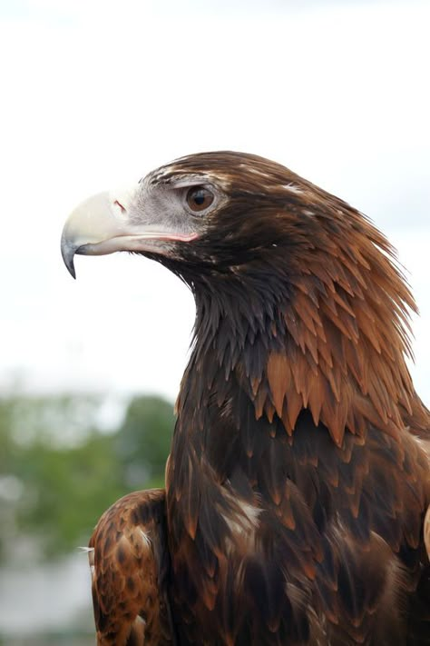 Wedge Tailed Eagle - such an impressive Australian bird Australian Wedge Tailed Eagle, Wedge Tailed Eagle, Australian Fauna, Wildlife Travel, Australia Animals, Eagle Art, Bird Of Prey, Australian Flora, Australian Wildlife